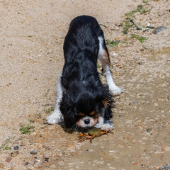 A dog cavalier king charles, a cute puppy fighting with a crab
