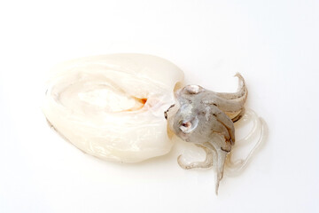 Raw squid for cooking on white background for using in work editing