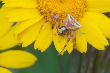 Female Crab spider (Thomisus onustus) waiting for a prey on a flower