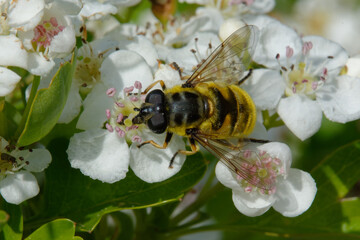 Hoverfly (Myathropa florea) on flowers
