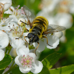 Hoverfly (Myathropa florea) on flowers