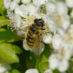 Hoverfly (Myathropa florea) on flowers