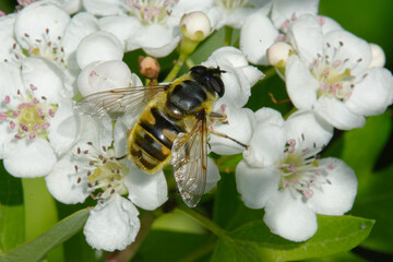Hoverfly (Myathropa florea) on flowers