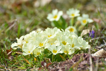 Primrose flowers (Primula vulgaris). Spring primroses flowers, primula polyanthus, white primroses in spring woods. Herbal Medicine,  cough syrup