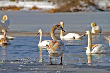 Obraz premium swans on the lake