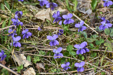 Violet flower Viola odorata. Violet flowers bloom in the spring forest