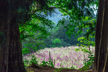 満開のジキタリスが咲く廃村、ここはどこだろうか？