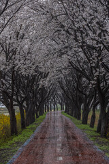 충남 보은 벚꽃길