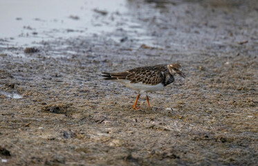 Foraging Ruddy turnstone wading bird Arenaria interpres along the shoreline
