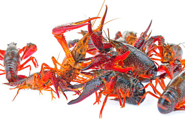 Lobster on a white background