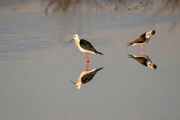 The black-winged stilt (Himantopus himantopus) bird on salt lake