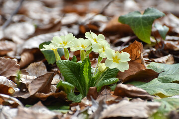 Primrose flowers (Primula vulgaris). Spring primroses flowers, primula polyanthus, white primroses in spring woods. Herbal Medicine,  cough syrup