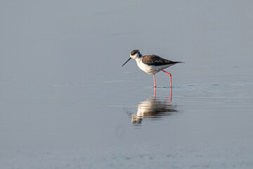 The black-winged stilt (Himantopus himantopus) bird on salt lake