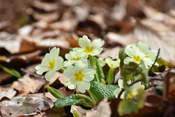 Primrose flowers (Primula vulgaris). Spring primroses flowers, primula polyanthus, white primroses in spring woods. Herbal Medicine,  cough syrup
