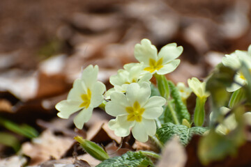 Primrose flowers (Primula vulgaris). Spring primroses flowers, primula polyanthus, white primroses in spring woods. Herbal Medicine,  cough syrup