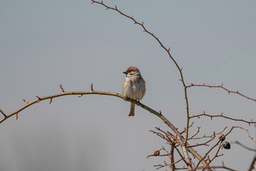 Eurasian tree sparrow (Passer Montanus) sitting sideways on a branch.