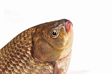 Isolated in the white background of fish