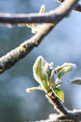 gel froid gelée flore temperature printemps bourgeons fruitier poirier