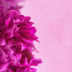 Beautiful floral nature background from red purple peony. Tender flower petals close up. Natural flowery backdrop