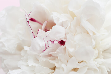 Beautiful flowery from white pink petals of peony. Tender summer flower close up. Natural environment design for screen.