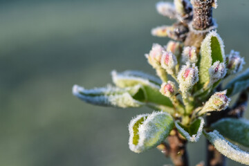 gel froid gelée flore temperature printemps bourgeons fruitier poirier