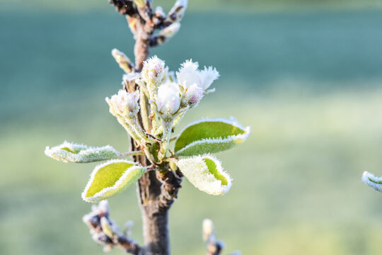 gel froid gel&eacute;e flore temperature printemps bourgeons fruitier poirier
