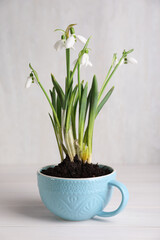 Beautiful snowdrops planted in turquoise cup on white wooden table