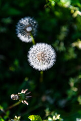 タンポポの綿毛