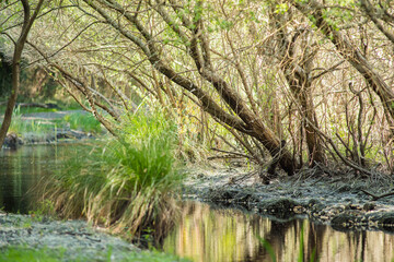 beautiful landscape of a river crossing the forest