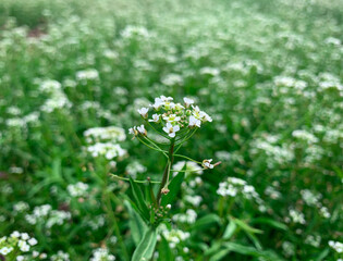 Shepherd's purse white flower over green meadow. Spring background field full of grass and herbs. 