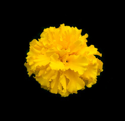 African marigold blooming flower close up isolated on black background. Also known as Aztec marigold, Mexican marigold and Flower of the dead
