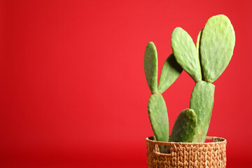 Beautiful cactus on red background, space for text. Tropical plant