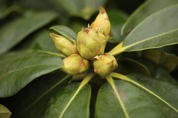 Tropical plant with lush green leaves and buds, closeup