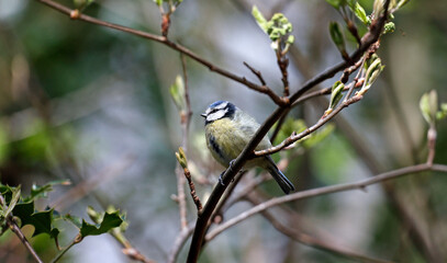 Blue tit fluffed up to keep warm perched on a tree