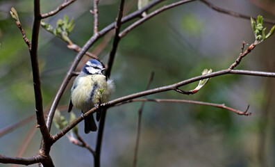 Blue tit fluffed up to keep warm perched on a tree