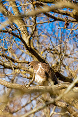 Buzzard in the forest. Sitting on a branch. Wildlife Bird of Prey, Buteo buteo. Detailed feathers in close up. Blue sky behind the trees. Wildlife scene from nature