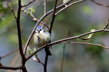 Blue tit fluffed up to keep warm perched on a tree