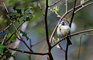 Blue tit fluffed up to keep warm perched on a tree