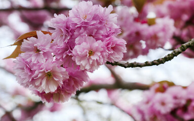 Cherry blossom