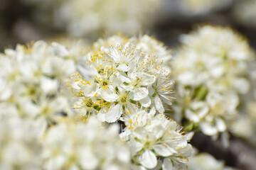 Spring Background, flowers of plum blossoms. Blooming plum tree in springtime in orchard