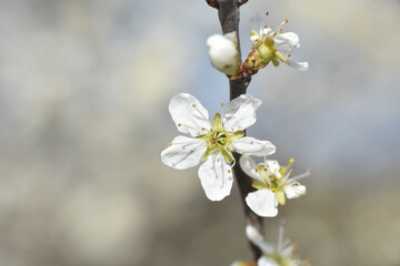 Spring Background, flowers of plum blossoms. Blooming plum tree in springtime in orchard