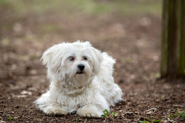 White fluffy maltese puppy dog in the park