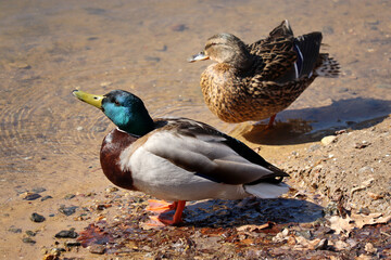 Couple of mallard ducks on a lake coast. Male and female wild ducks near the water