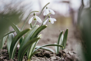 Fototapeta na wymiar Snowdrop flowers floral spring background