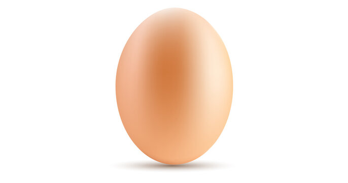 egg isolated on a white background. vector EPS