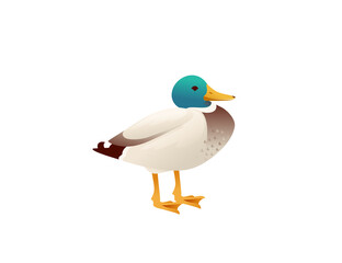 Cute mallard duck cute flying goose cartoon animal design vector illustration on white background