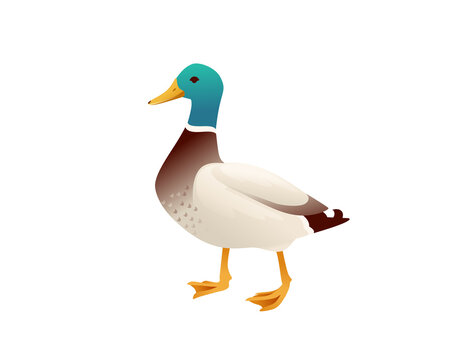Cute mallard duck cute flying goose cartoon animal design vector illustration on white background