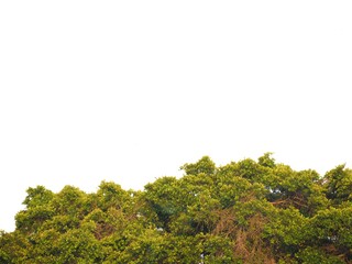 Obraz premium forest in the mountains