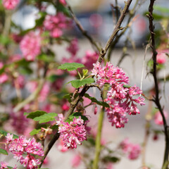 Ribes sanguineum or red-flowering currant, garden shrub with brightly colored and scented pink to red flowers in spring