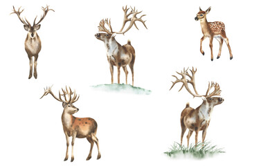 Naklejka na ściany i meble Watercolor deer illustration set. Forest stag, cute fawn.